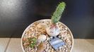 Euphorbia tubiglans