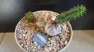 Euphorbia tubiglans