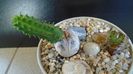 Euphorbia tubiglans