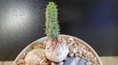 Euphorbia tubiglans