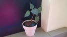 Ficus religiosa