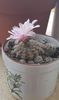 Gymnocalycium bruchii