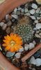 Rebutia flavistyla