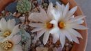 Strombocactus disciformis & Strombocactus disciformis ssp. jarmillae, Jalpan Mx.