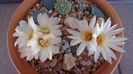 Strombocactus disciformis & Strombocactus disciformis ssp. jarmillae, Jalpan Mx.