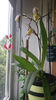 Paphiopedilum philippinense