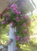 perennial blue