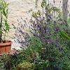 Lavanda