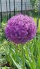 Allium giganteum inflorit maxim