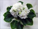 Wedding Bouquet epuizat