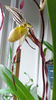 Paphiopedilum philippinense