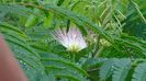 Albizia julibrissin