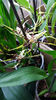 brassia "toscane"