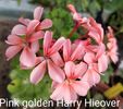 Pink golden Harry Hieover