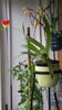Paphiopedilum philippinense