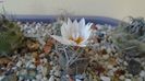Turbinicarpus macrochele v. kupcakii