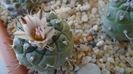 Turbinicarpus hb.