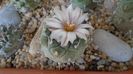 Turbinicarpus hb.