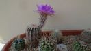 Echinocereus perbellus (E. reichenbachii v. perbellus)