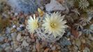 Mammillaria crinita ssp. duwei