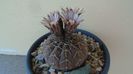 Gymnocalycium stellatum