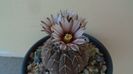 Gymnocalycium stellatum