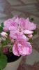 Mosaic pink