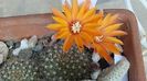 Rebutia flavistyla