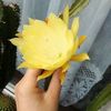 Epiphyllum yellow gem parfumat