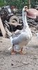 received_906042533192811