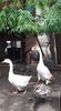 received_2469183300059193