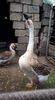 received_260343982034272
