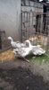 received_242367423795274