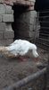 received_239275557482460