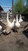 received_560775891457754