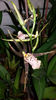 bratonia "shelob tolkien pink"