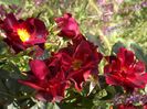 IMG-20200608-WA0026