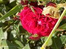 IMG-20200608-WA0058