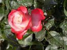 IMG-20200608-WA0097