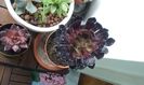 Aeonium atropurpureum