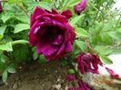 Rotes Phanomenon