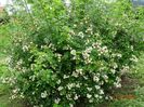 rosa multiflora
