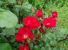 Robusta