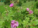 Autumn Damask