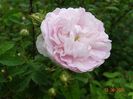 Felicite Parmentier