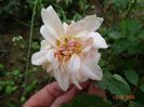 Perle d'Or