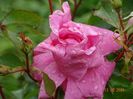 Katy Road Pink