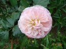 Pink Prosperity