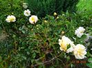 Ghislaine de Feligonde