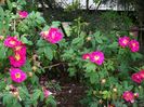 Splendens